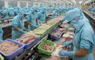 [XKLĐ ĐÀI LOAN] [CLIP] thực hành lọc thịt gà – Thi tuyển đơn hàng chế biến thực phẩm ở Nhật Bản 2024 1