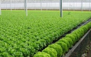 [XKLĐ ĐÀI LOAN] Clip Vườn dâu tây tuyệt vời – mô hình trồng rau Nhật Bản tiên tiến 2023 22